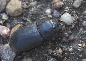Platusis elnivabalis.Rimvydo.jpg