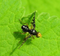 Platyparea discoidea.MKE.2010-05-15.jpg