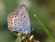 Žaliaakis melsvys (Plebeius argus)