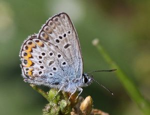 Plebeius idas. R. Kindurio. 140705-31.jpg