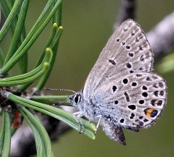 Plebeius optilete.RimvydoKindurio.110703-21.jpg