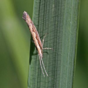 Plutella xylostella.R.Kindurio140607-09-.jpg