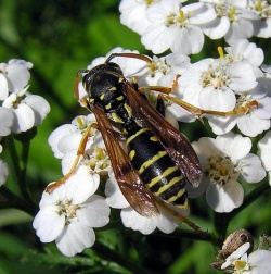 Polistes nimphus.MKE.2008-08-30.jpg