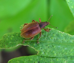 Polydrusus mollis1.renavas.2008-04-26.jpg