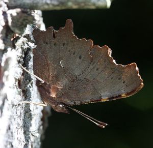 Polygonia c-album.RimvydoKindurio.100802.jpg