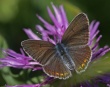 Didysis melsvys (Polyommatus amandus)