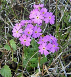 Primula farinosa.MKE.2007-.jpg