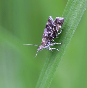 Prochoreutis sehestediana.RimvydoKindurio.110528.jpg
