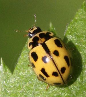 Propylaea quatuordecimpunctata.Rimvydo.100520-18.jpg