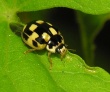 Juodasiūlė boružė (Propylaea quatuordecimpunctata)