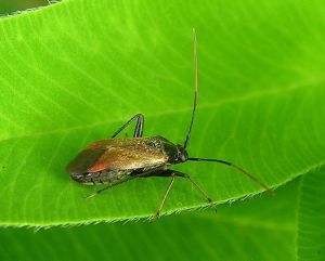 Psallus sp.2010-08-03.jpg