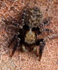 Pseudeuophrys erratica. Foto: Rimvydas Kinduris