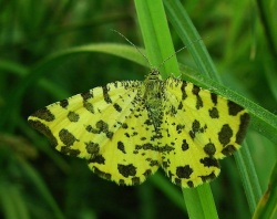 Pseudopanthera macularia.MKE.2008-05-31.jpg