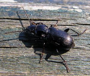 Pterostichus melonaris.MKE.Renavas.2008-04-26.jpg