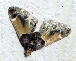 Pyralis farinalis1. 2007-06-14.jpg