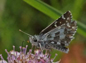 Pyrgus alveus.120729-16-RimvydoKindurio.MKE.jpg