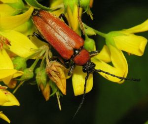 Raudonoji leptura.MKE.JPG