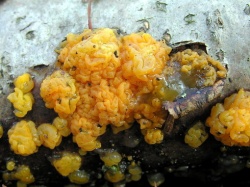 Raukslinis ziurytis.MKE.2008-03-11.jpg