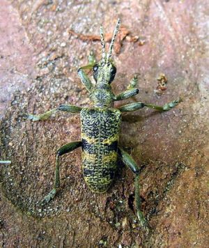 Rhagium mordax.MKE.2008-05-17.jpg
