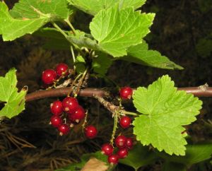 Ribes spicatum.MKE.2006-07-18.JPG
