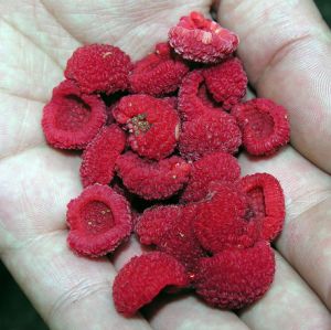 Rubus deliciosus.MKE.2009-07-22.jpg