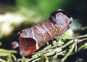 Rudoji kliostera.jpg
