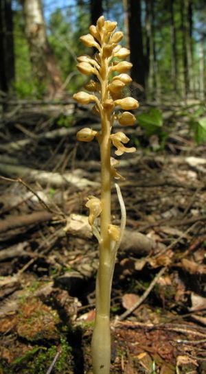 Rusvoji lizduole.MKE.2008-05-25.jpg