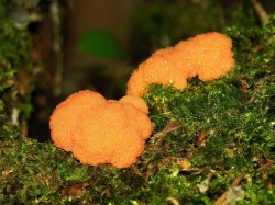 Rusvoji tubifera.MKE.2006-09-17.jpg