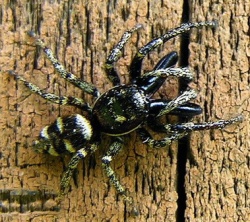 Salticus scenicus.MKE.2008-05-14.jpg