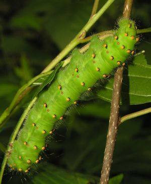 Saturnia pavonia.MKE.JPG
