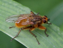 Scathophaga stercorariaMKE.jpg