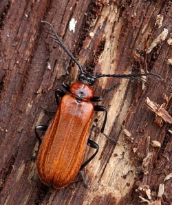 Schizotus pectinicornis1.Rimvydo.100512-07.jpg