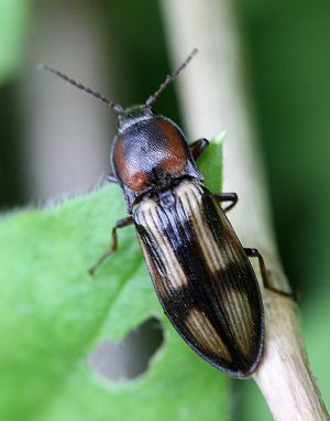 Selatosomus (Pristilophus) cruciatus.Rimvydo. 100512-65.jpg