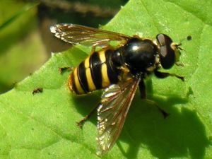 Sericomyia silentis.MKE..JPG