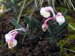 Siauralape balzuva.MKE.2009-05-17.jpg