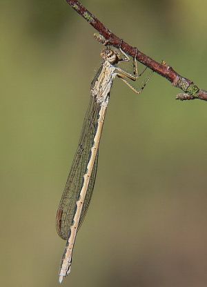 Sibirine streliuke.MKE.Deivido.jpg