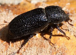 Sinodendron cylindricum.Rimvydo.100725-12.jpg
