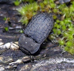 Smiltyninis juodvabalis2.MKE.2008-03-29.jpg