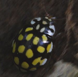 Sospita vigintiguttata.Rimvydo.090725.jpg