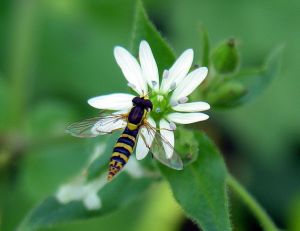Sphearophoria spec.MKE..jpg