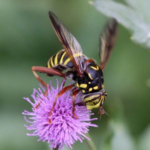 Spilomyia diophthalma.RimvydoKindurio.110716.jpg