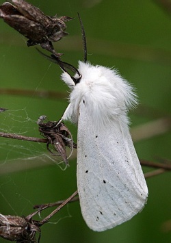 Spilosoma lubricipeda.RimvydoKindurio.120610-25-copy.jpg