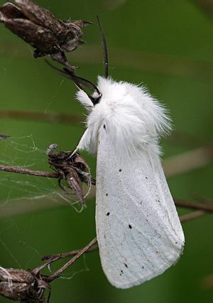 Spilosoma lubricipeda.RimvydoKindurio.120610-25-copy.jpg