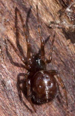 Steatoda bipunctata.RimvydoKindurio110509-08.jpg