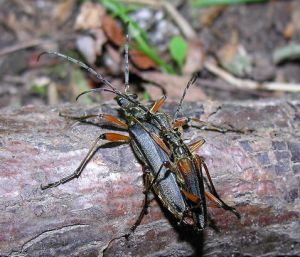 Stenocorus meridianus.MKE.2008-06-15.jpg