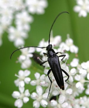 Stenurella nigra.Rimvydo.090628.jpg