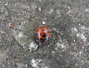 Subcoccinella vigintiquatuorpunctata.MKE.Deivido.jpg