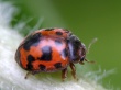 Dvidešimtketurtaškė boružė (Subcoccinella vigintiquatuorpunctata)