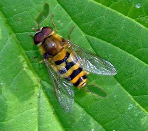 Syrphus ribesii1.MKE.2006-07-11.JPG