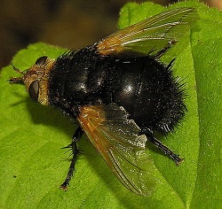 Tachina grossa1.MKE.jpg